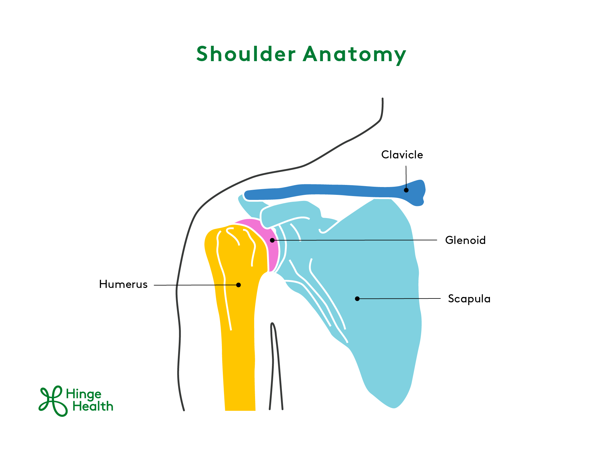 shoulder-anatomy
