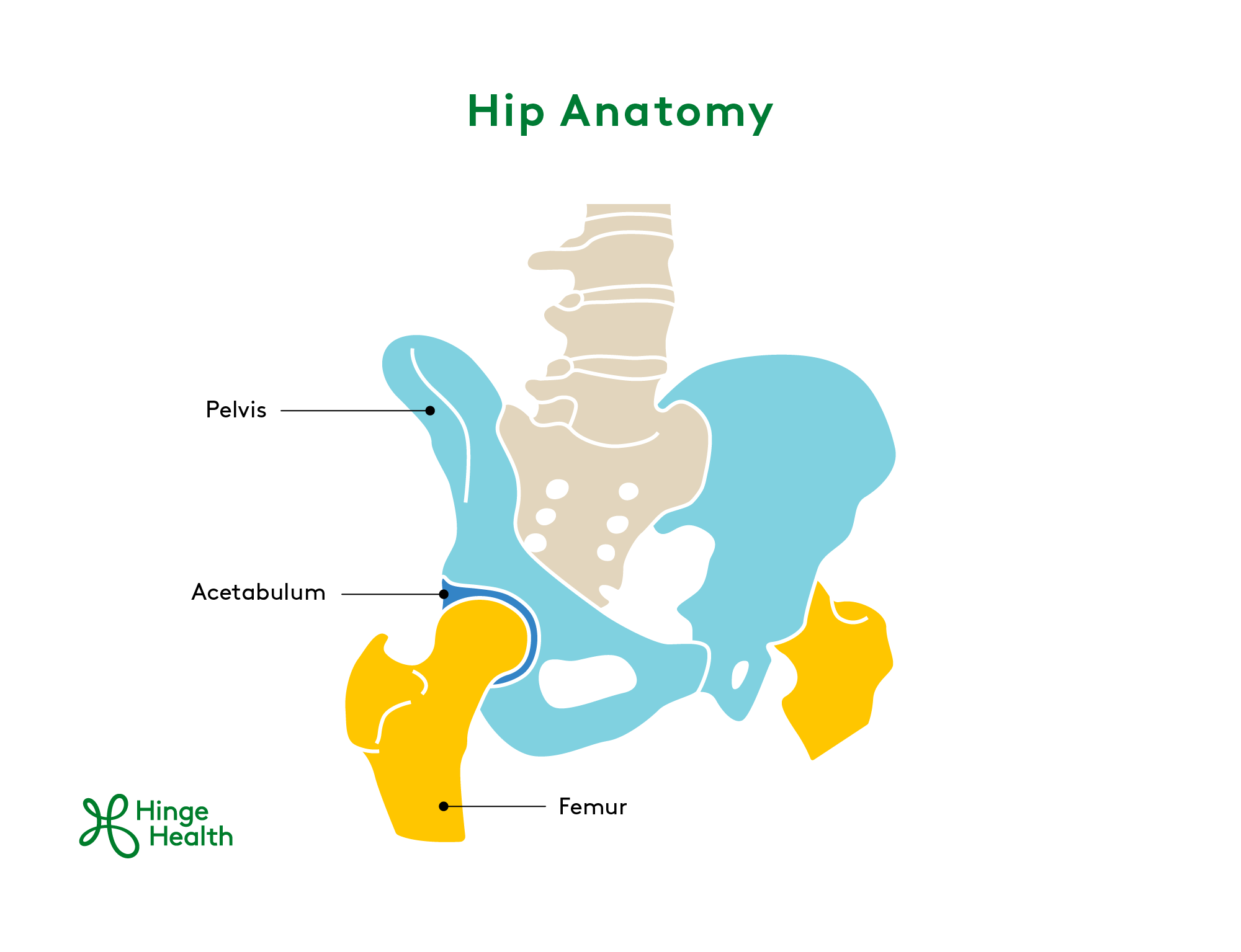 Hip Anatomy, Hip Pain